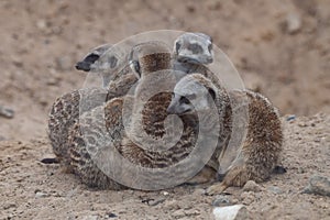 Four meerkats sitting and snuggling together