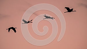 Four Migrating Eurasian Cranes flying against pink sky