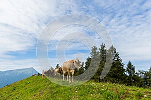 Four milk cows in meadow Switzerland with mount Rigi and trees