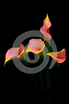 Four mini pink calla lillies arranged against dark background