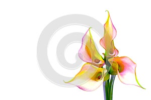 Four mini pink calla lillies arranged like a star against clear background