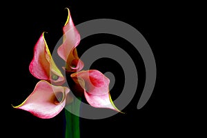 Four mini pink calla lillies arranged like a star against dark background