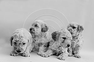 Four mini toy poodles playing