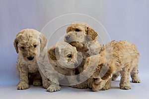 Four mini toy poodles playing