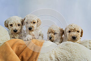 Four mini toy poodles playing with dog stuffed