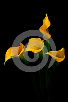 Four mini yellow calla lillies emerging from dark background