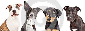 Four Mixed Breed Dogs Closeup