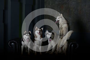 Four models - Siberian Husky breed dogs