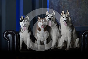 Four models - Siberian Husky breed dogs