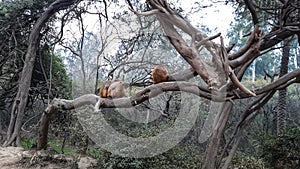 Four Monkeys Sitting On A Tree Sloping Downward. Nature.