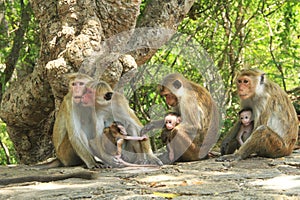 Four Monkeys with three cute kids - Mothers Love