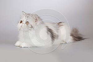 Four months old female kittern of Persian long hair breed cat