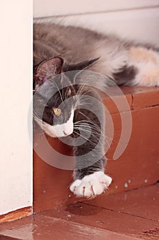 A four months old Norwegian forest cat kitten