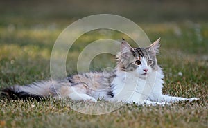 A four months old norwegian forest cat kitten resting in a garden