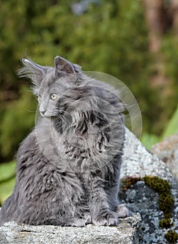 Four months old norwegian forest cat kitten sitting on stone