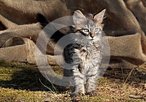 A four months old norwegian forest cat kitten standing outdoors