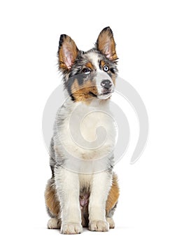 Four months old puppy Blue merle australian shepherd sitting and looking up, isolated on white
