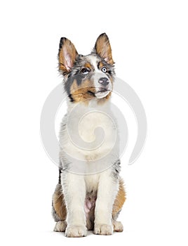 Four months old puppy Blue merle australian shepherd sitting and looking up, isolated on white