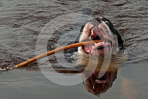 Four months puppy of Old English Bulldog swim and play