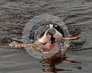 Four months puppy of Old English Bulldog swim and play