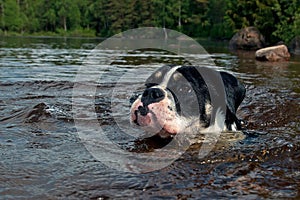 Four months puppy of Old English Bulldog swim and play