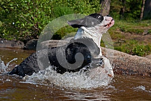 Four months puppy of Old English Bulldog swim and play