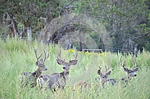 Four Mule Deer Bucks Standing Alert in a Field of Weeds