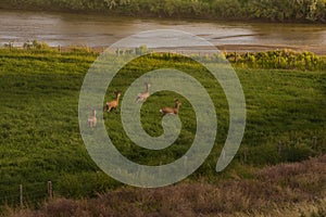 Four Mule Deer Bucks In Velvet Running In Green Field