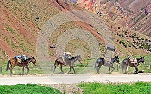 Four mules