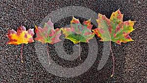 Four multi color autumn fall maple leaves on grey asphalt background. Copy space mock up. Horizontal