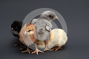 Four multi-colored chicks nestled to each other