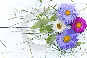 Four multi-colored chrysanthemums and green grass