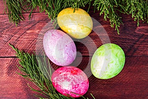 Four multicolored bright easter eggs and thuja branch