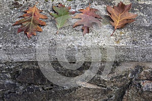 Four multicolored leaves lying on a stone wall