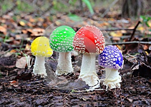 Four multicoloured fly agaric