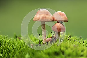 Four mushrooms in the moss