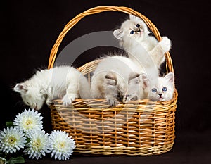 Four Neva masquerade kittens in basket