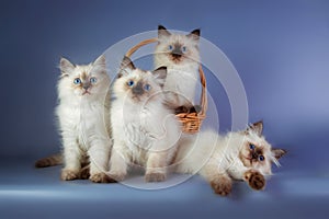 Four Neva masquerade kittens on blue background