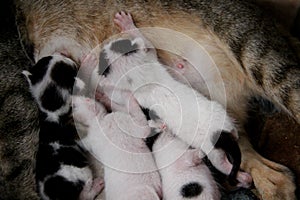 Four New Born Kittens Breast Milk