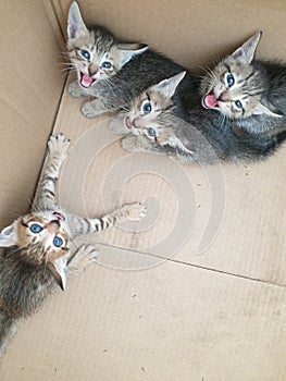Four newborn stray grey black kittens in a cardboard box