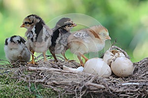 Four newly hatched chicks are foraging around the nest.