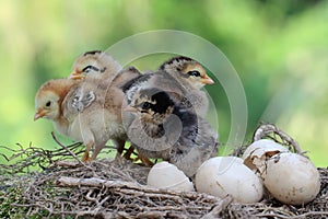 Four newly hatched chicks are foraging around the nest.
