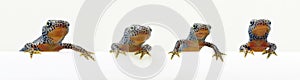 Four newts sitting looking isolated on white