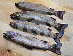 Four nice brook trout