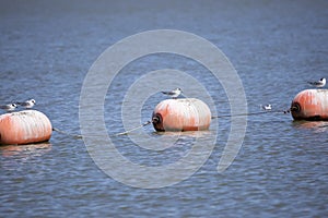 Four Nonbreeding Forster's Terns