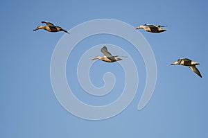 Four Northern Shovelers Flying in a Blue Sky