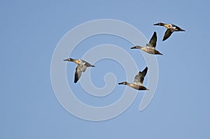 Four Northern Shovelers Flying in a Blue Sky