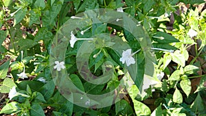 Four O`clock flower, Marvel of peru, Mirabilis Jalapa.