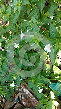 Four O`clock flower, Marvel of peru, Mirabilis Jalapa.