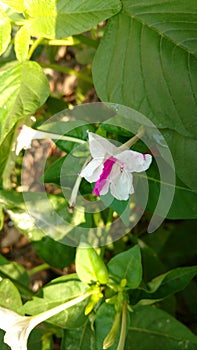 Four O`clock flower, Marvel of peru, Mirabilis Jalapa.